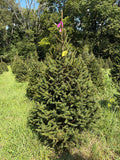 6' 1" Ball and Burlap Norway Spruce, 47" Base