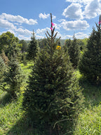6' 1" Ball and Burlap Norway Spruce, 47" Base