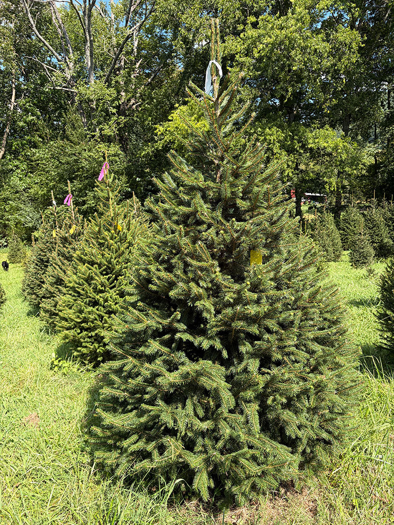 7' Choose and Cut Norway Spruce, 50" Base