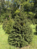 7' Choose and Cut Norway Spruce, 50" Base