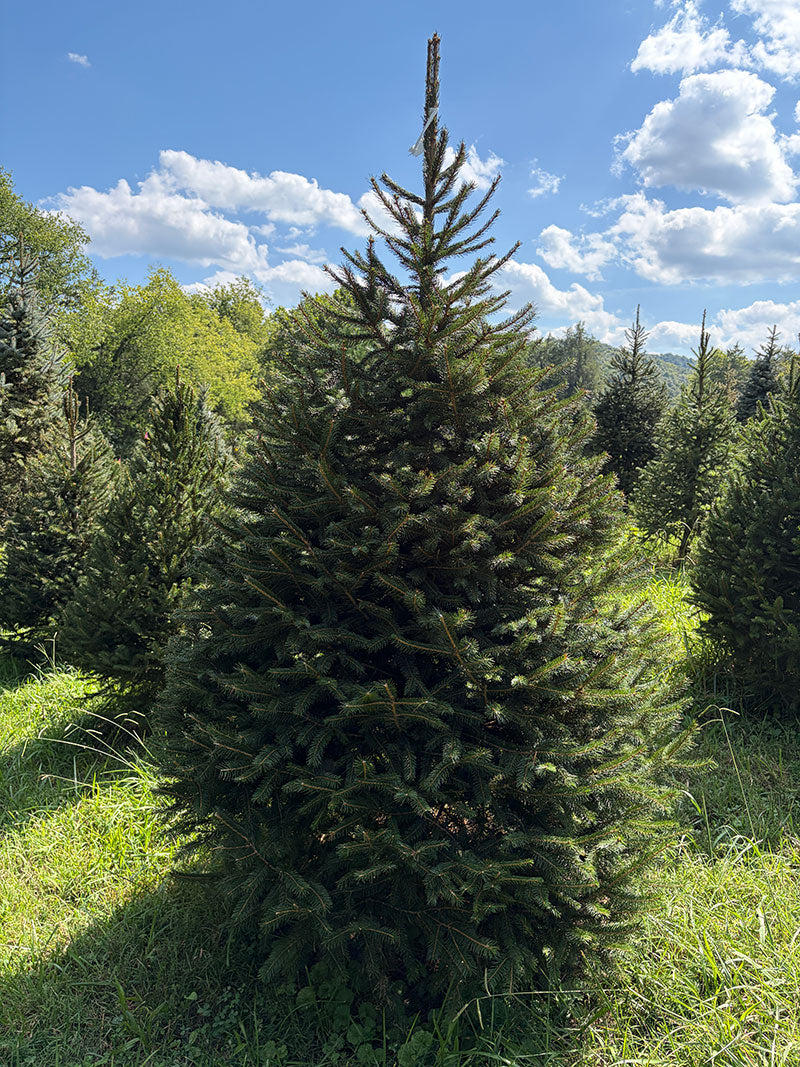 7' Choose and Cut Norway Spruce, 50" Base