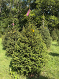 6' 8" Ball and Burlap Norway Spruce, 46" Base