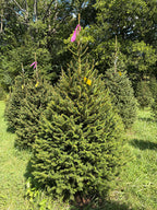 6' 8" Ball and Burlap Norway Spruce, 46" Base