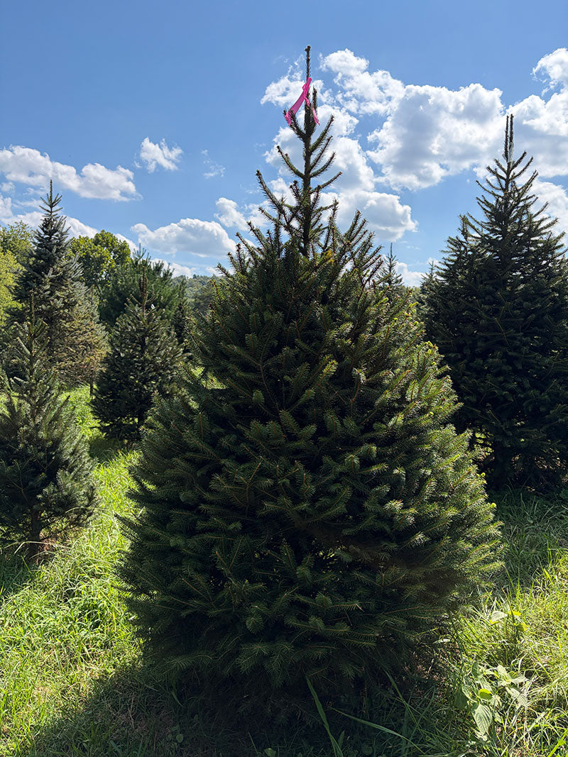 6' 8" Ball and Burlap Norway Spruce, 46" Base