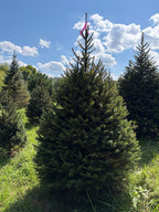 6' 8" Ball and Burlap Norway Spruce, 46" Base