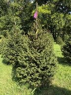 6' 10" Ball and Burlap Norway Spruce, 47" Base