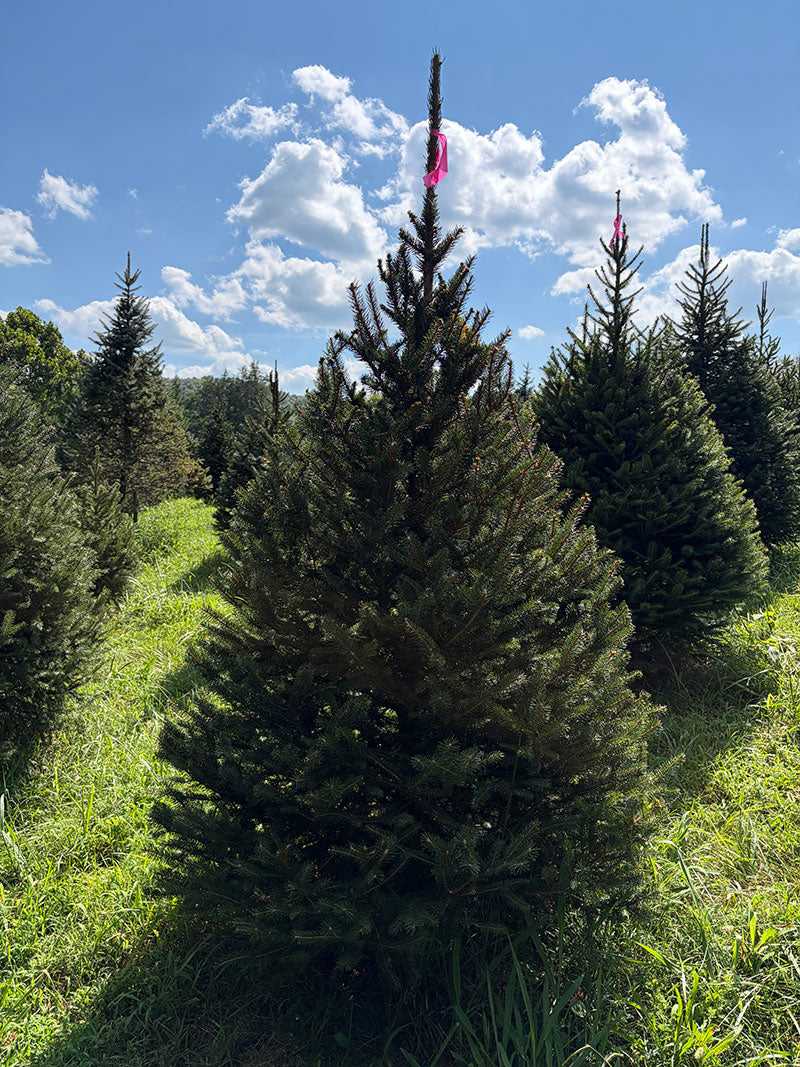 6' 10" Ball and Burlap Norway Spruce, 47" Base