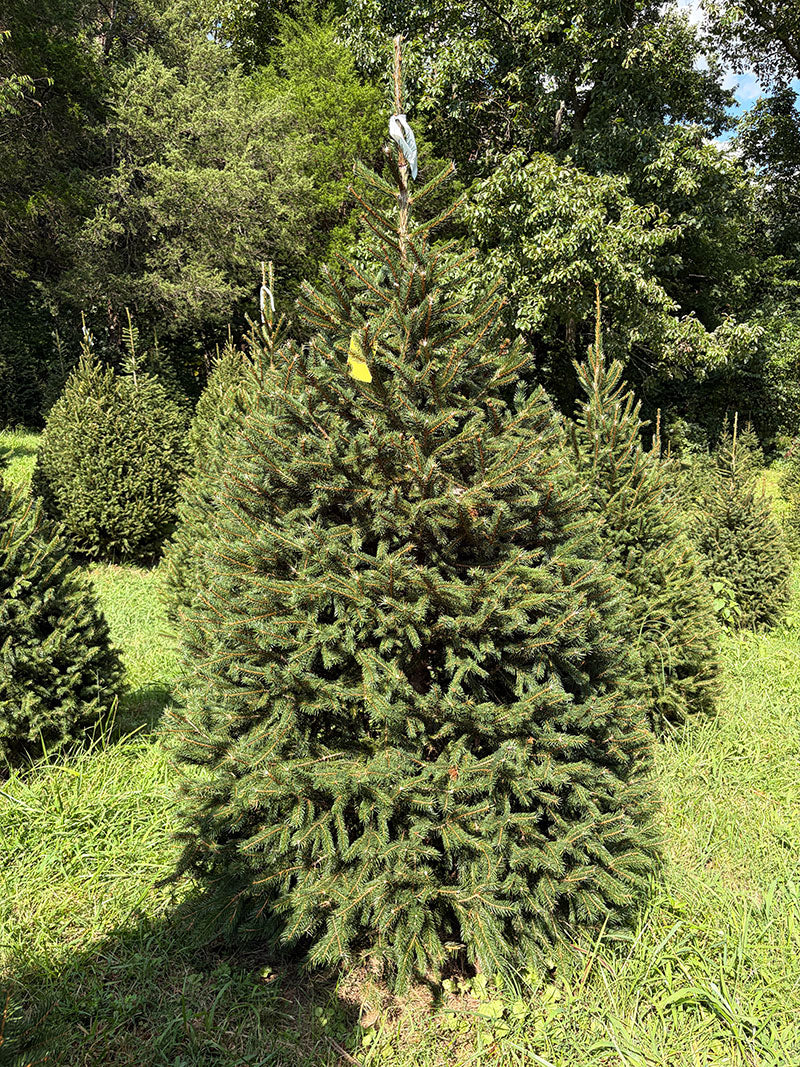 7' 2" Choose and Cut Norway Spruce, 50" Base