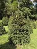 7' 2" Choose and Cut Norway Spruce, 50" Base