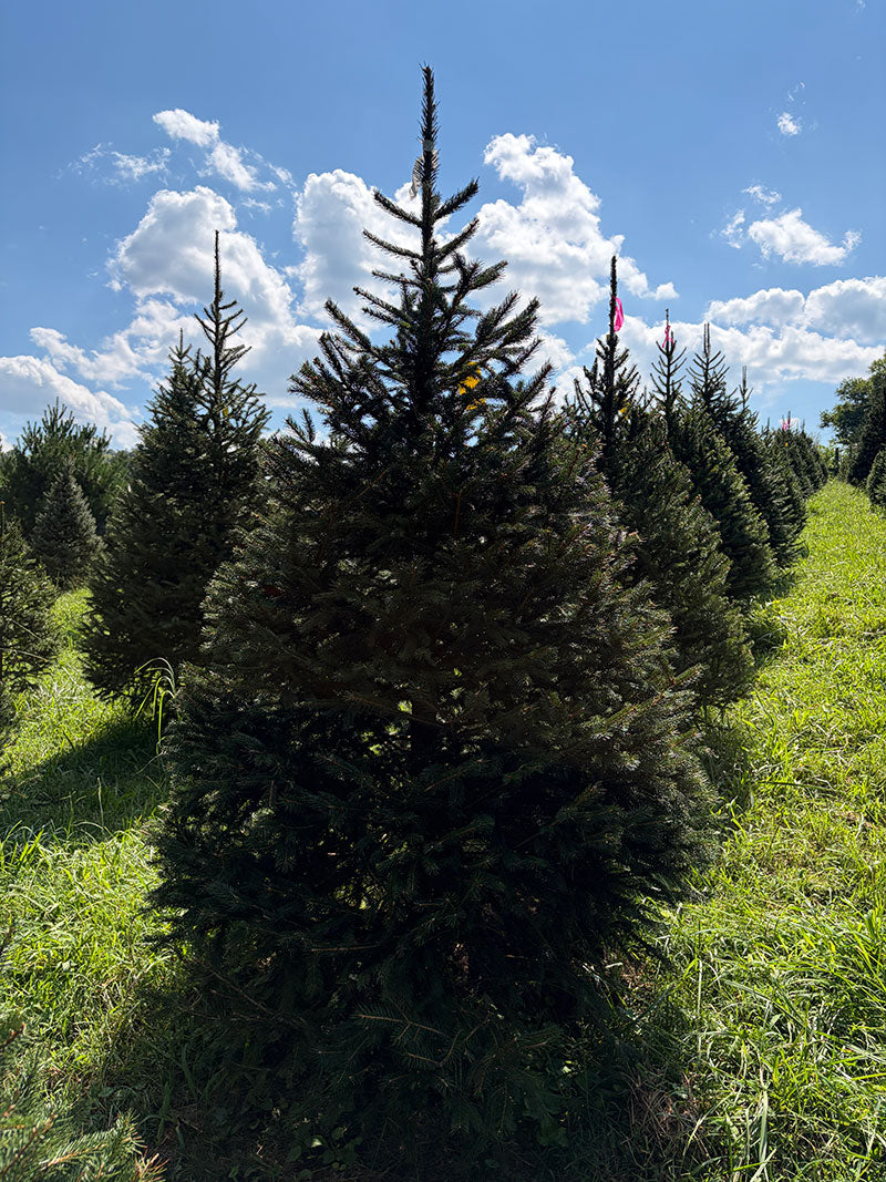 7' 2" Choose and Cut Norway Spruce, 50" Base