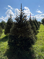 7' 2" Choose and Cut Norway Spruce, 50" Base