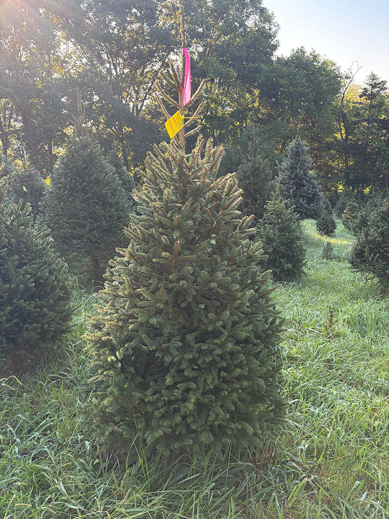 6' 8" Ball and Burlap Norway Spruce, 38" Base