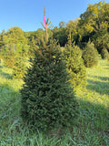 6' 8" Ball and Burlap Norway Spruce, 38" Base