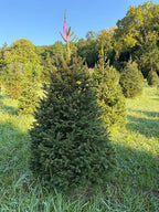 6' 8" Ball and Burlap Norway Spruce, 38" Base