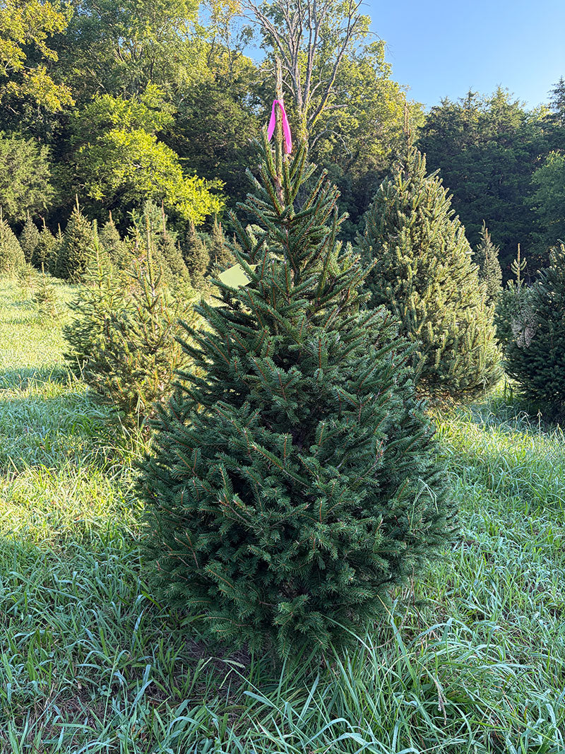 6' 1" Ball and Burlap Norway Spruce, 39" Base