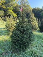 6' 1" Ball and Burlap Norway Spruce, 39" Base
