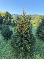 6' 1" Ball and Burlap Norway Spruce, 39" Base