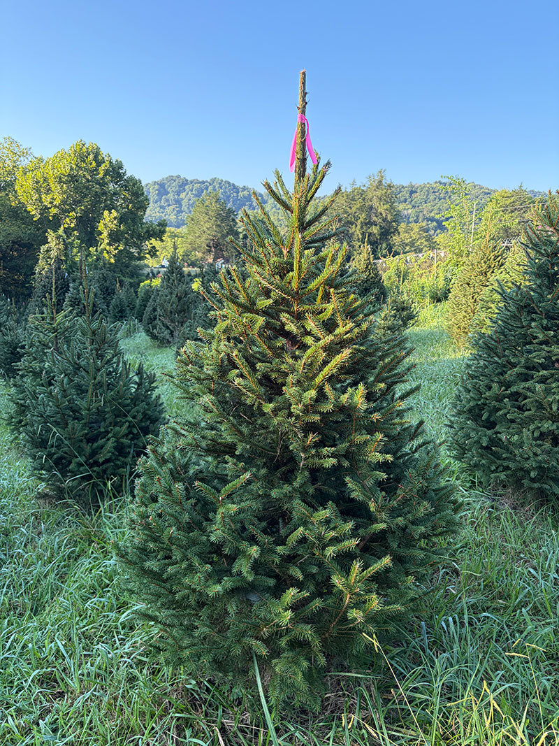 6' 1" Ball and Burlap Norway Spruce, 39" Base