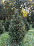 8' 7" Choose and Cut Norway Spruce, 47" Base