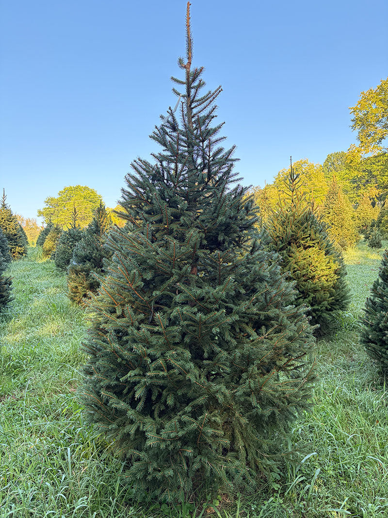 8' 7" Choose and Cut Norway Spruce, 47" Base