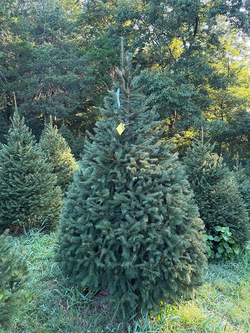7' 5" Choose and Cut Norway Spruce, 57" Base