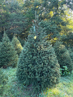 7' 5" Choose and Cut Norway Spruce, 57" Base