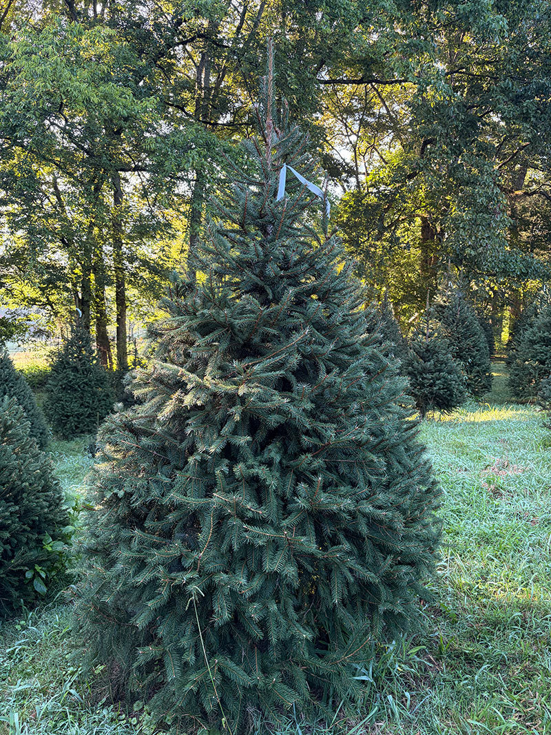 7' 5" Choose and Cut Norway Spruce, 57" Base