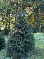 7' 5" Choose and Cut Norway Spruce, 57" Base
