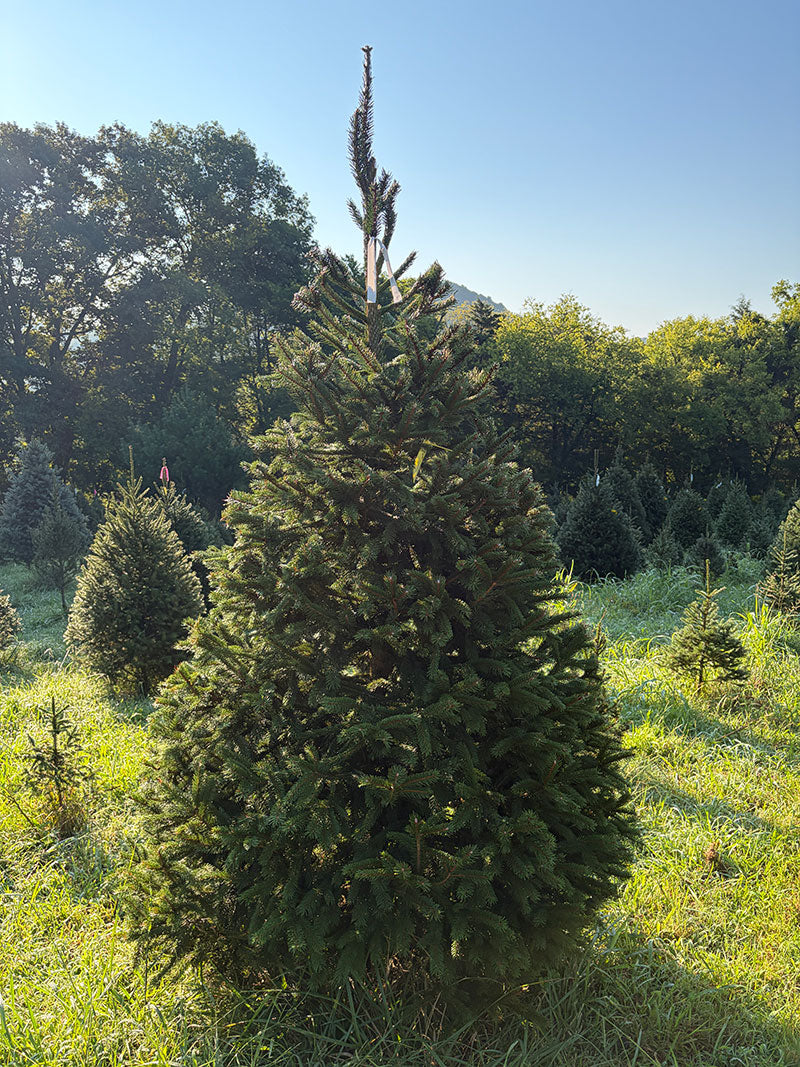 8' 3" Choose and Cut Norway Spruce, 53" Base