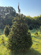 8' 3" Choose and Cut Norway Spruce, 53" Base