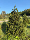 8' 3" Choose and Cut Norway Spruce, 53" Base
