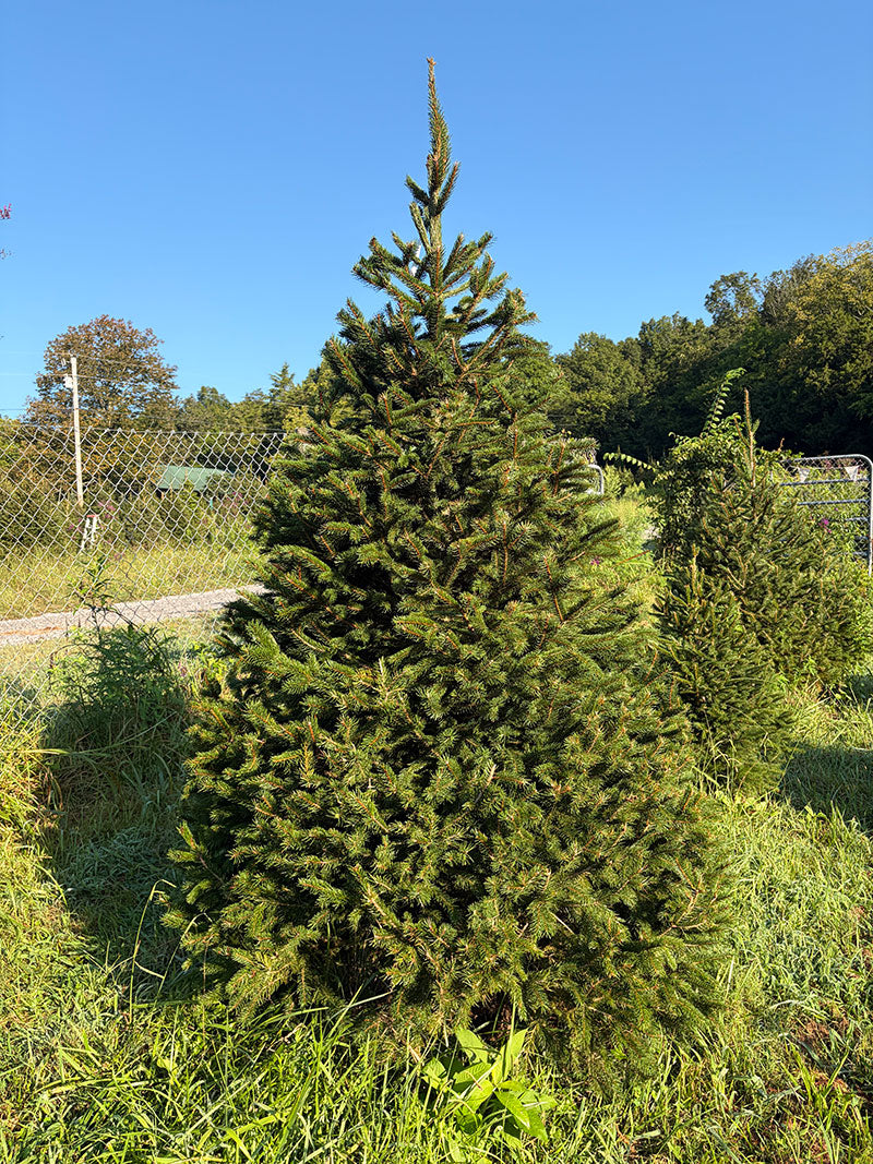 8' 3" Choose and Cut Norway Spruce, 53" Base