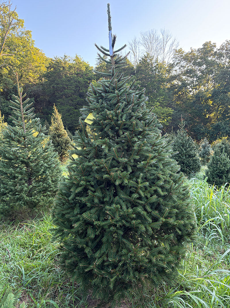 7' 7" Choose and Cut Norway Spruce, 44" Base