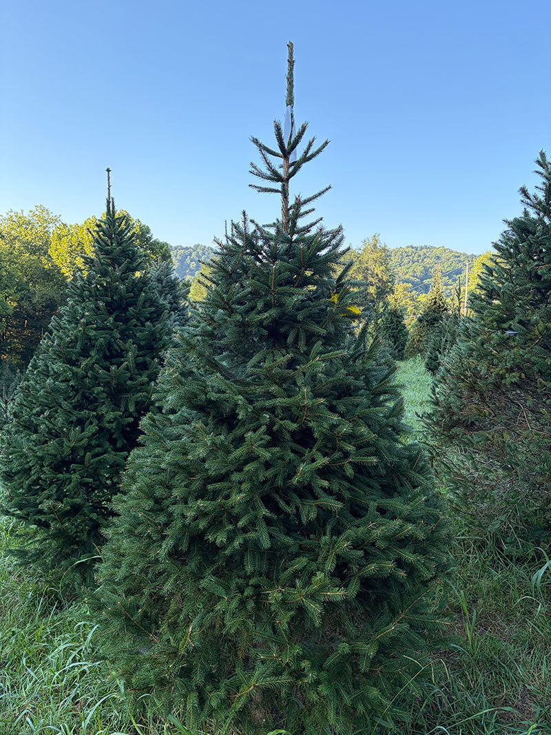 7' 7" Choose and Cut Norway Spruce, 44" Base