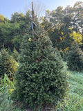 8' 5" Choose and Cut Norway Spruce, 63" Base