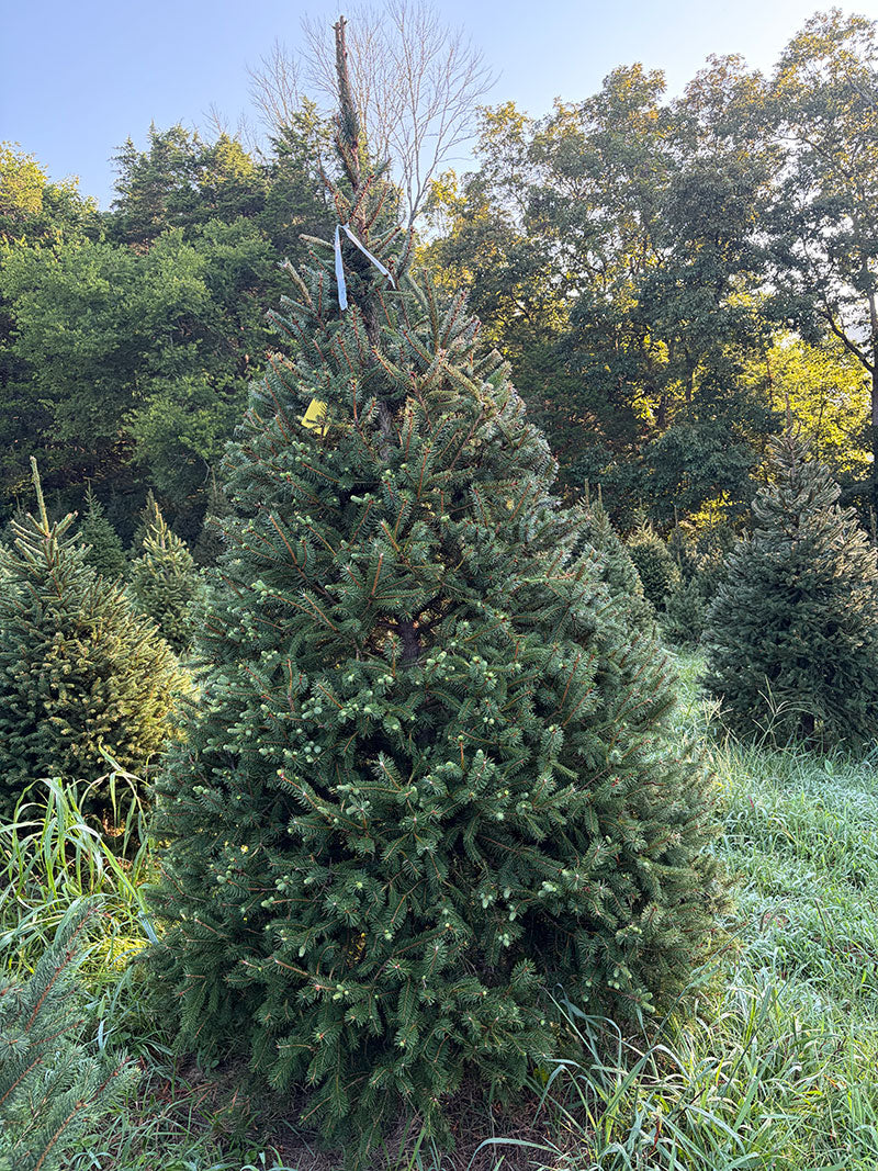 8' 5" Choose and Cut Norway Spruce, 63" Base