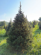8' 5" Choose and Cut Norway Spruce, 63" Base