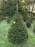 6' 11" Choose and Cut Norway Spruce, 51" Base