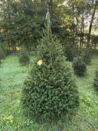 6' 11" Choose and Cut Norway Spruce, 51" Base
