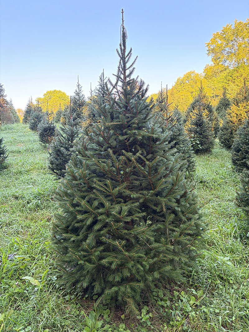 6' 11" Choose and Cut Norway Spruce, 51" Base
