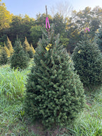 6' 6" Ball and Burlap Norway Spruce, 42" Base