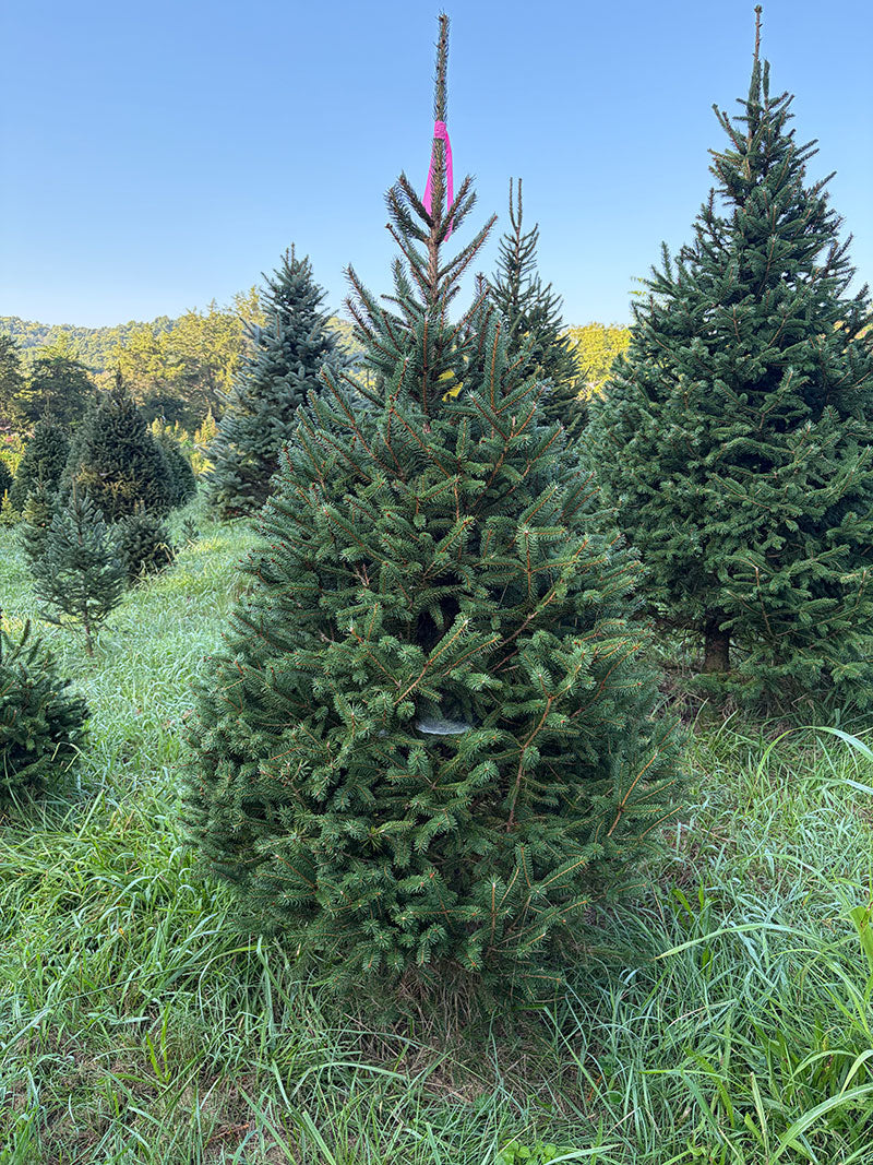6' 6" Ball and Burlap Norway Spruce, 42" Base
