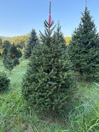 6' 6" Ball and Burlap Norway Spruce, 42" Base
