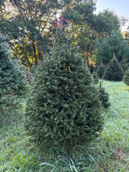 6' 9" Ball and Burlap Norway Spruce, 49" Base