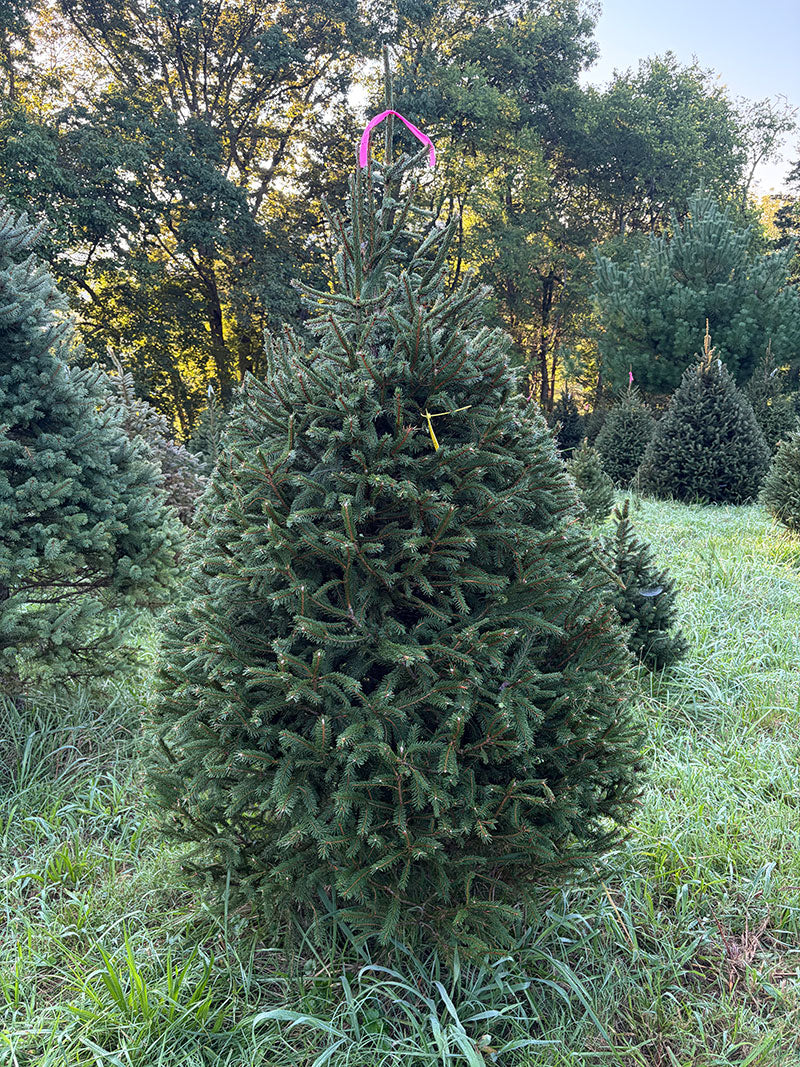 6' 9" Ball and Burlap Norway Spruce, 49" Base