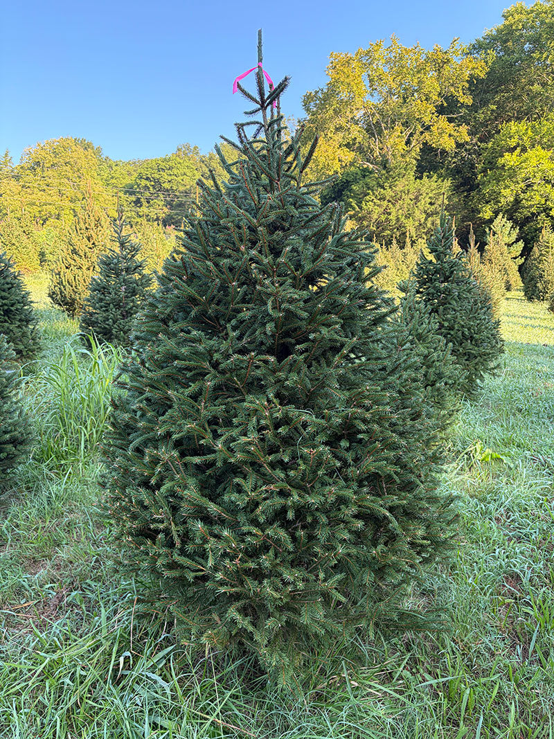 6' 9" Ball and Burlap Norway Spruce, 49" Base
