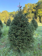 6' 9" Ball and Burlap Norway Spruce, 49" Base