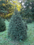 7' 7" Choose and Cut Norway Spruce, 55" Base