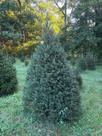 7' 7" Choose and Cut Norway Spruce, 55" Base