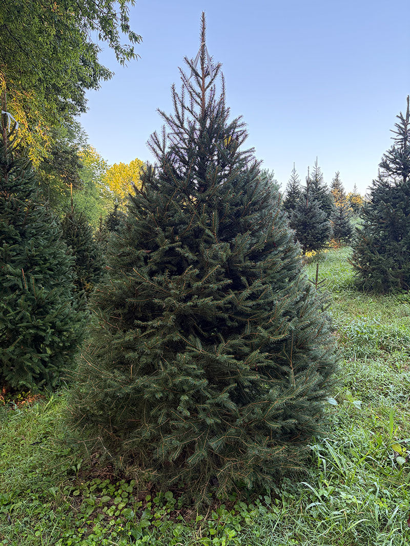 7' 7" Choose and Cut Norway Spruce, 55" Base